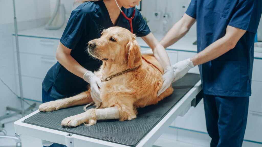 Female,Veterinarian,Inspecting,A,Pet,Golden,Retriever,With,A,Stethoscope