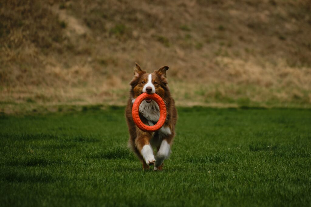 Dog,Plays,With,Round,Orange,Toy,In,Green,Field,In